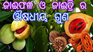 ଜାଈଫଳ ର ଉପକାରିତା ।Jaiphal ke fayde, Nutmeg benefits in odia,