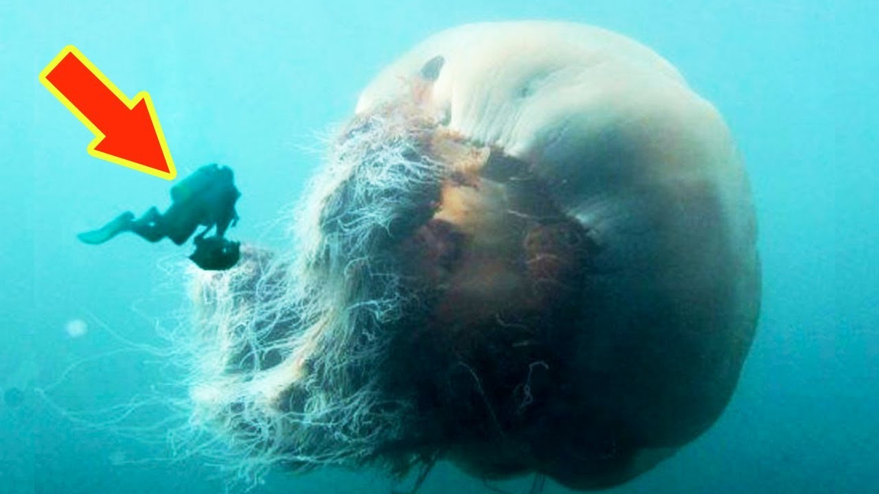 Lion S Mane Jellyfish The Biggest Jellyfish In The World Youtube