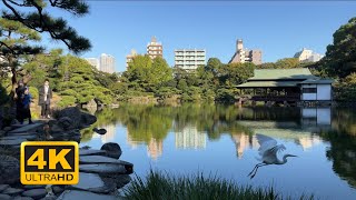 Ryoutei House at Kiyosumi Gardens (4k 60fps) Tokyo Japan Ambience ASMR