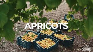 ANATOLIA | Power - Apricots