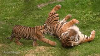 Tiger Cub Bakso Debut at Disney's Animal Kingdom 4K