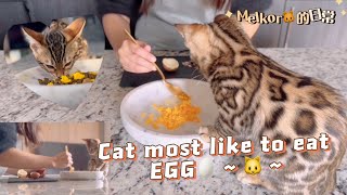 Cat most like to eat egg｜豹猫爱吃蛋黄｜豹貓｜ベンガル｜ねこ