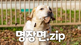 담당자’s PICK 안내견학교 명장면 모음ZIP