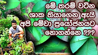 රුධිර කැටි හිරවීම්, තදවීම්, පිපිරීම් වලට සාර්ථකව ප්‍රතිකාර කිරීමට කුඩු මිරිස්ස (Kudu Mirissa)