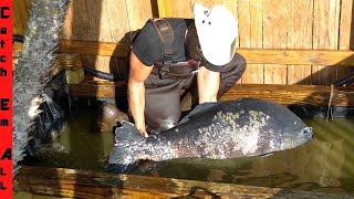 FISH HOSPITAL **GIANT PACU Comes BACK to LIFE!**