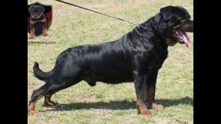 dkv rottweilers