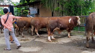 JUMBO SEMUA!! PROSES PENURUNAN SAPI SIMENTAL MARLBORO, LIMOSIN, PEGON DI PASAR HEWAN PETAMBAKAN