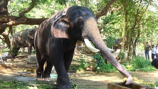 വാടാ മോനെ വന്നു കഴിക്കട.... guruvayoor elephant