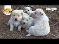 산 속에서 무더기로 발견된 인절미들.. 더 놀라운 어미의 정체ㅣStory of World’s Greatest Mother Dog and cute puppies