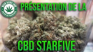 Présentation de la Weed: CBD StarFive - WEEDSEEDSLUXE