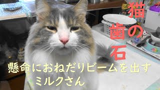 目指せモモ20歳～猫の奥歯を覆う歯石を爪で取った話～💪（参考動画の獣医師が語った簡易歯石除去法のデメリット２点を概要欄に記載）※自己責任で※後ケアと経過観察が必要＃簡易歯石除去法