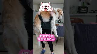 超大型犬の簡単な抱き方💗#shorts#大型犬#ボルゾイ