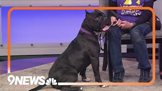 Looking to adopt a furry friend? Meet Cash, an energetic, sweet pup!