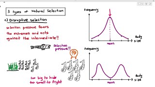 17-7 Natural Selection: Stabilizing, Directional, Disruptive (Cambridge AS A Level Biology, 9700)