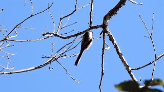 エナガの群れ (4K) / Long-tailed Tit Flock (4K)