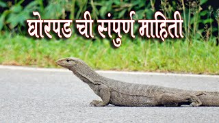 घोरपड बद्दल संपूर्ण माहिती Monitor lizards information