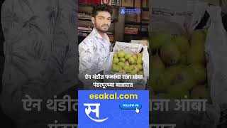 Keral Mango in Pandharpur Market: फळांजा राजा आंबा ऐन थंडीतच पंढरपुरात दाखल