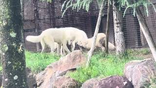 パパとママとワチャワチャ真白ちゃん🤍ホッキョクオオカミ親子展示　那須どうぶつ王国にて　2024年9月22日