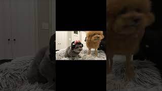 #おもしろ#プッてなる動画#癒され犬#ゆずぽん#お正月コスプレ#shorts