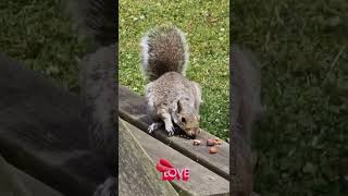 Squirrel so cute | น้องกระรอกมาขอกินถั่วคร้าบ...🐿️🐿️🐿️