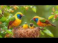 Most Exotic Birds | Relaxing Bird Sounds | Breathtaking & Soothing Nature | Stress Relief Sounds