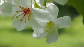 埔里暨南大學校區油桐花很親民