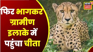 Sheopur : Kuno National Park से भागा नर चीता ओवान, रिहाइशी इलाके में पहुंचा चीता | Top News | news18