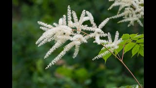 Growing astilbe - False Spirea Plant, Goat's Beard Perennial