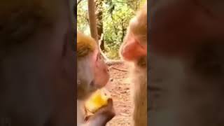 baby monkey #viral #monkeylove #animalmonkey
