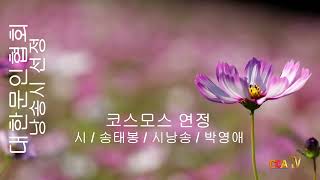 [시낭송] 송태봉 / 코스모스 연정 / 시낭송 / 박영애 (낭송시 선정)