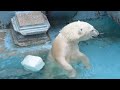 イッちゃん Шилка と白いポリタンク（2015.8.8 天王寺動物園）