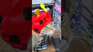 【保護猫】呼んだ？#shorts #保護猫　#きじとら猫