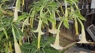 Brugmansia  Angel's Trumpet