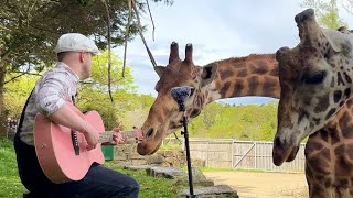 Singing For Animals Compilation