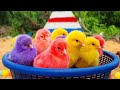 Catching chickens,cute chickens,rainbow chickens,colorful chickens,rainbow chickens,animals cute 141