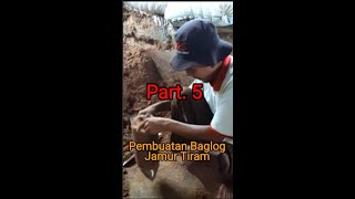 BIKIN BAGLOG            JAMUR TIRAM