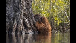 The winners of the National Geographic Nature Photographer 2017