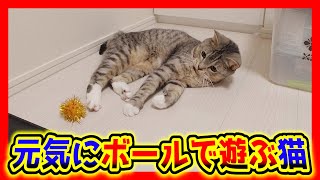 楽しそうにボール遊びをする猫が可愛い。