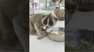 슬로우로리스 크롱이 식사시간#slowloris