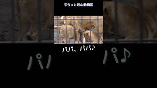 ライオンパパたじたじ/lion dad flinches #オリトイオ #家族 ＃ファミリー #旭山動物園 #asahiyamazoo #shorts #cute #かわいい #big cat