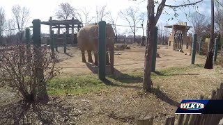 Louisville Zoo says elephants will retire soon, and the exhibit will be repurposed