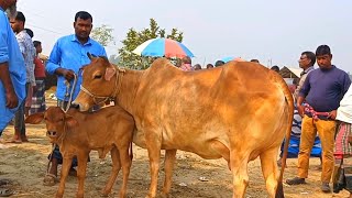 @আজ December 5, 2024, 2024 | বাছুর সহ গাভী গরুর দাম | gavi goru dam | | রানীগঞ্জ  হাট |দিনাজপুর