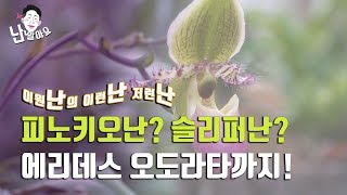 '난 알아요' 이원난의 이런난 저런난 - 파피오페딜룸(Paphiopedilum), 에리데스 오도라타(Aerides odorata)