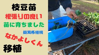 枝豆、発芽から移植まで(根張りの良い苗に育ちました）