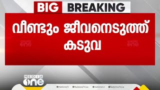 വീണ്ടും ജീവനെടുത്ത് കടുവ; മാനന്തവാടിയിൽ ആദിവാസി സ്ത്രീക്ക് ദാരുണാന്ത്യം