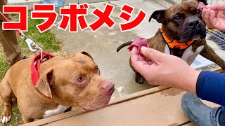 【神回コラボ】バウンス君とワンプロして大食いしたら最高の日だったアメリカンブリー 　Dog eats raw meat and bones