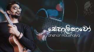 Sepalikawo (සේපාලිකාවෝ) Shehan Kaushalya | Live Cover