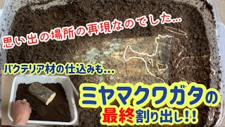 【実験】ミヤマクワガタの産卵セットを使ってバクテリア材を作ってみよう【割出】【ミヤマクワガタ】