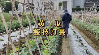 黄瓜整枝打蔓