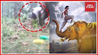 Elephant Tosses Man Away After He Tried To Imitate Bahubali Stunt